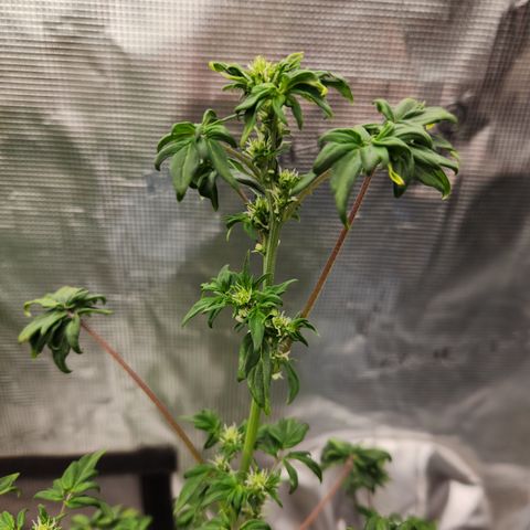 ABC-137 F5 Auto #1 growlog timeline photo