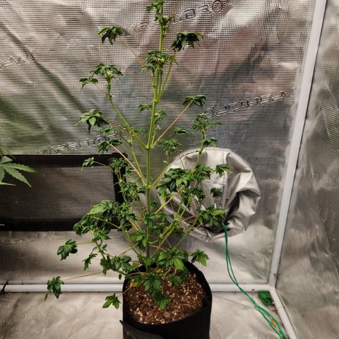 ABC-137 F5 Auto #1 growlog timeline photo