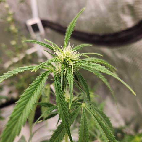 Trainwreck Auto  growlog timeline photo