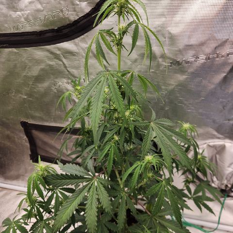 Trainwreck Auto  growlog timeline photo