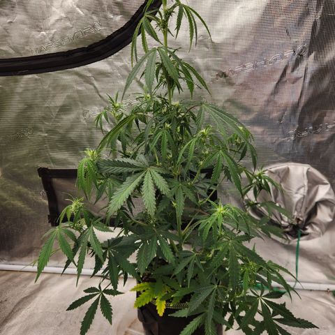 Trainwreck Auto  growlog timeline photo