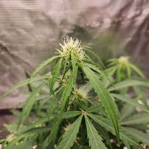 Royal Critical Auto  growlog timeline photo