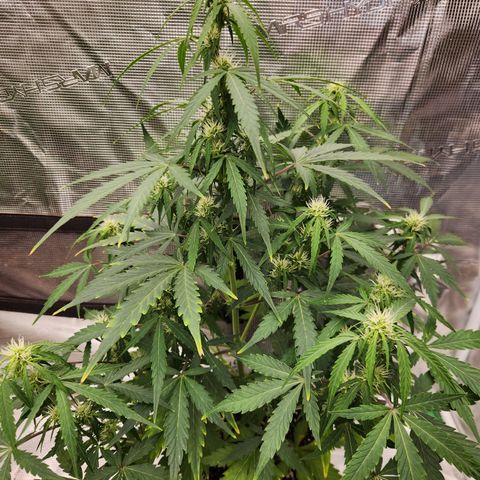 Royal Critical Auto  growlog timeline photo