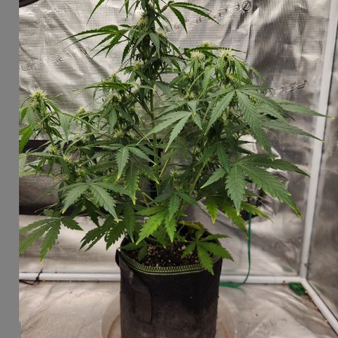 Royal Critical Auto  growlog timeline photo