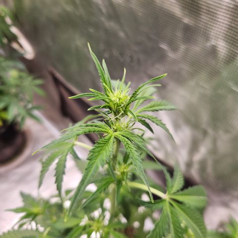 Northern Light Auto growlog timeline photo