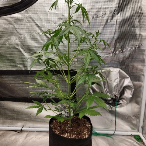 Northern Light Auto growlog timeline photo