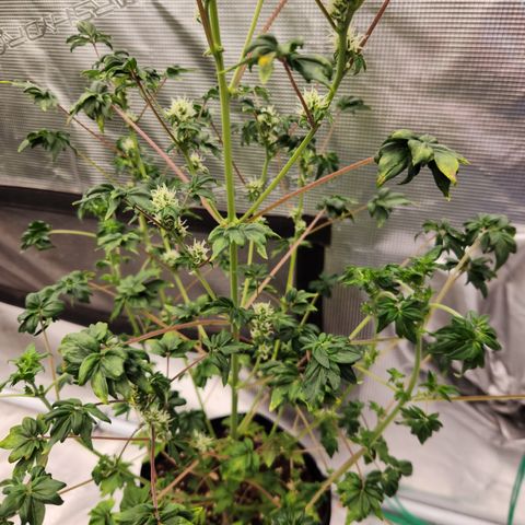 ABC-137 F5 Auto #1 growlog timeline photo