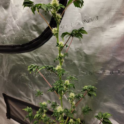 ABC-137 F5 Auto #1 growlog timeline photo