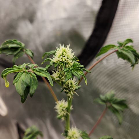 ABC-137 F5 Auto #1 growlog timeline photo