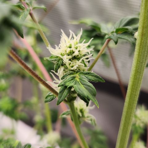 ABC-137 F5 Auto #1 growlog timeline photo