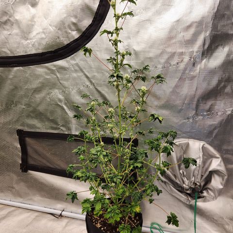 ABC-137 F5 Auto #1 growlog timeline photo