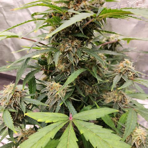 Sherbert Queen Auto growlog timeline photo