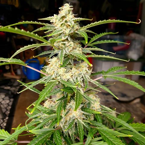 Sherbert Queen Auto growlog timeline photo