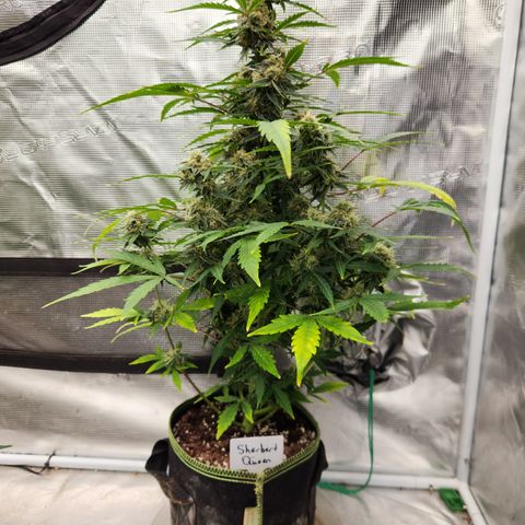 Sherbert Queen Auto growlog timeline photo