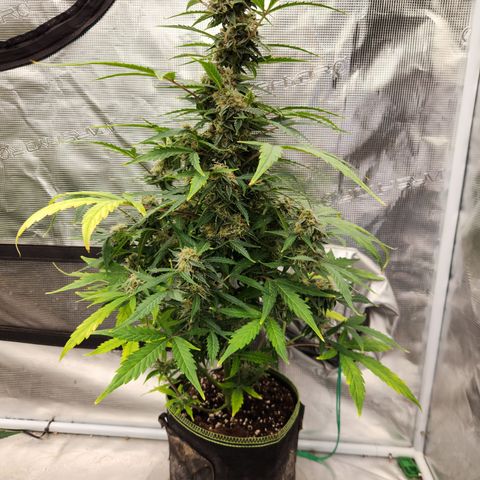 Sherbert Queen Auto growlog timeline photo