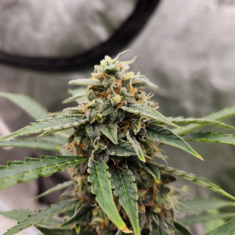Sherbert Queen Auto growlog timeline photo