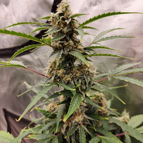 Sherbert Queen Auto growlog timeline photo