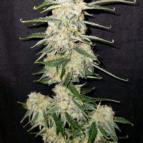 Sherbert Queen Auto growlog timeline photo