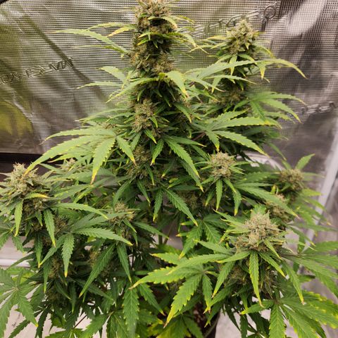 Royal Critical Auto  growlog timeline photo