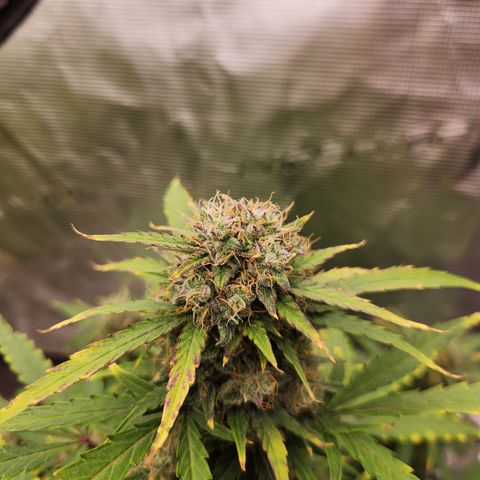 Royal Critical Auto  growlog timeline photo