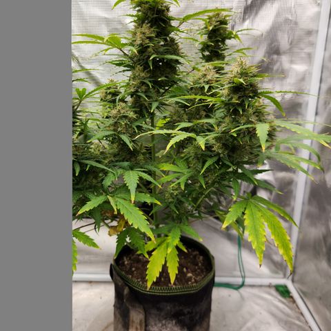 Royal Critical Auto  growlog timeline photo