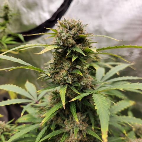 Royal Critical Auto  growlog timeline photo