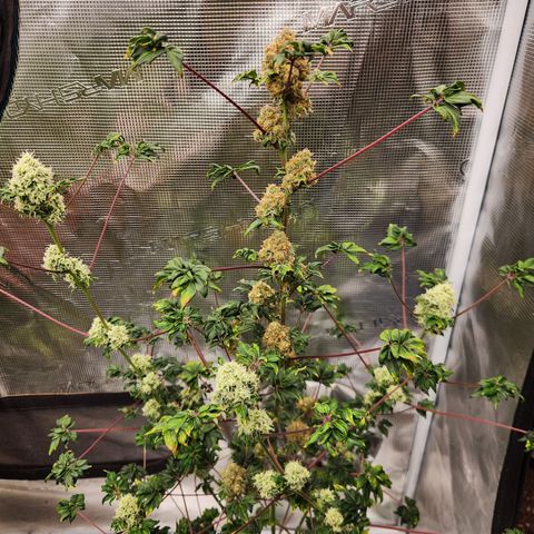 ABC-137 F5 Auto #1 growlog timeline photo