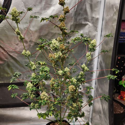 ABC-137 F5 Auto #1 growlog timeline photo