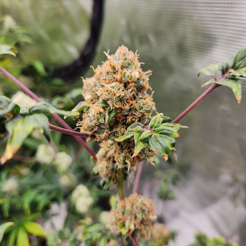ABC-137 F5 Auto #1 growlog timeline photo