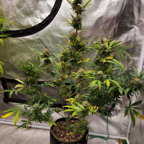 Trainwreck Auto  growlog timeline photo