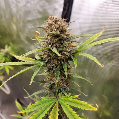 Trainwreck Auto  growlog timeline photo