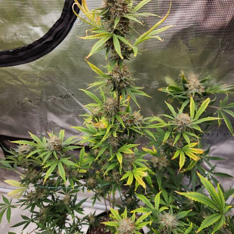 Trainwreck Auto  growlog timeline photo