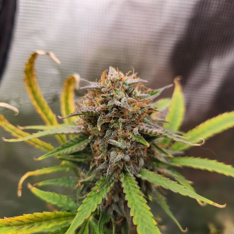 Trainwreck Auto  growlog timeline photo