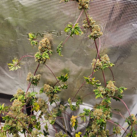 ABC-137 F5 Auto #1 growlog timeline photo