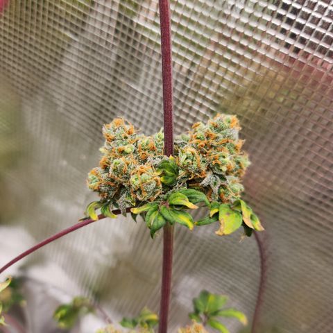 ABC-137 F5 Auto #1 growlog timeline photo