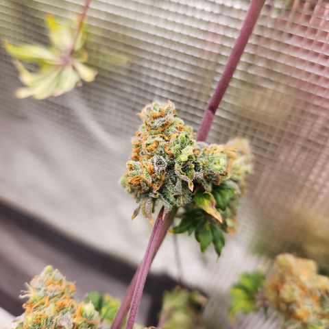 ABC-137 F5 Auto #1 growlog timeline photo