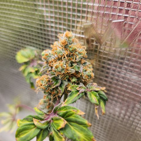 ABC-137 F5 Auto #1 growlog timeline photo
