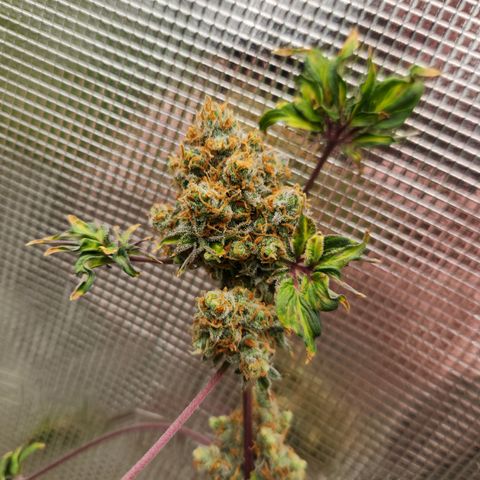 ABC-137 F5 Auto #1 growlog timeline photo