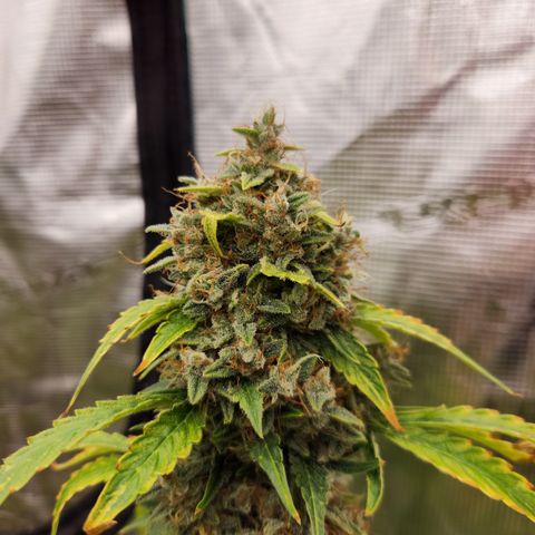 Northern Light Auto growlog timeline photo
