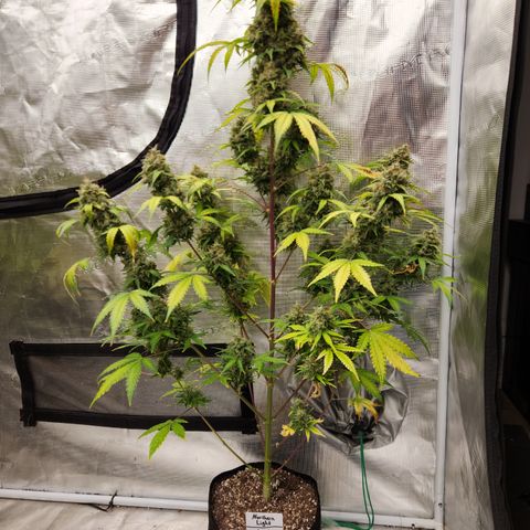 Northern Light Auto growlog timeline photo
