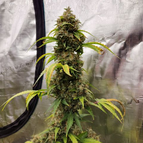 Northern Light Auto growlog timeline photo