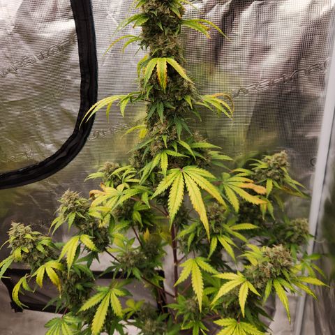 Northern Light Auto growlog timeline photo