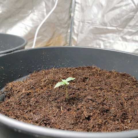 marina  growlog photo: Rempotage 