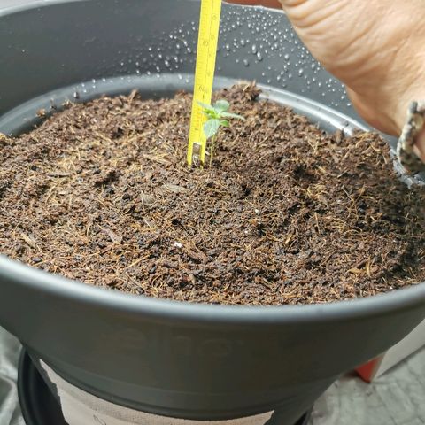 marina  growlog photo: Après rempotage premier engrais