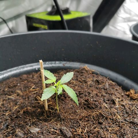 marina  growlog timeline photo