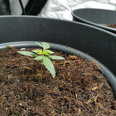 marina  growlog photo: 
J+
2.5cm 