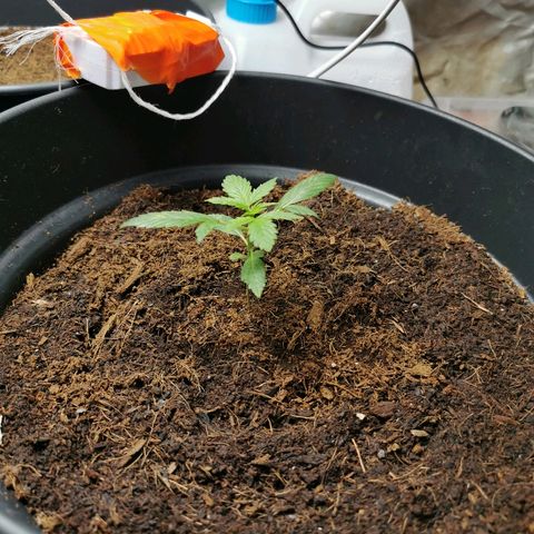 marina  growlog photo: J+15
Leaf coat hier