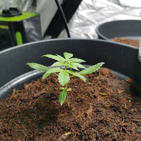 marina  growlog photo: 9cm