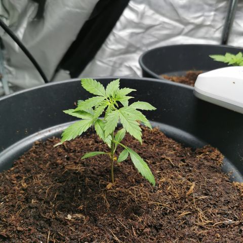 marina  growlog timeline photo