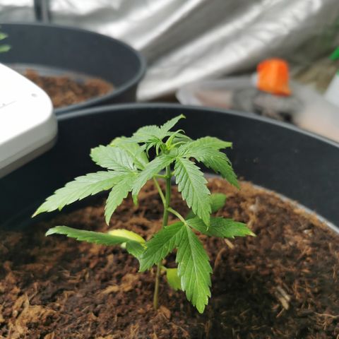 marina  growlog timeline photo